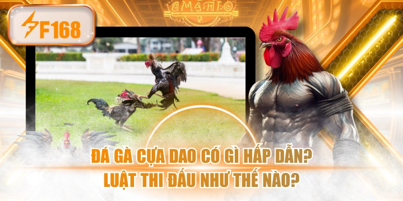Đá Gà Cựa Dao Có Gì Hấp Dẫn? Luật Thi Đấu Như Thế Nào?